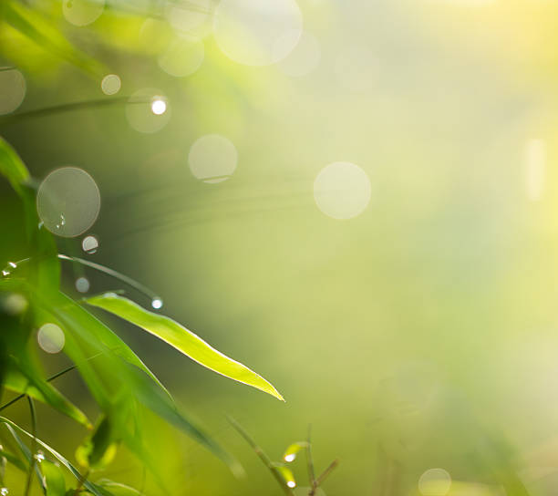 istock green leaf of bamboo and blur background with bokeh 490691523