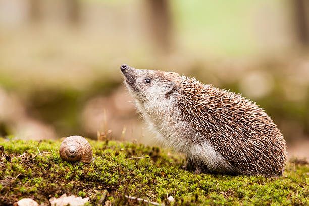 istock Eastern European Hedgehog 490691675