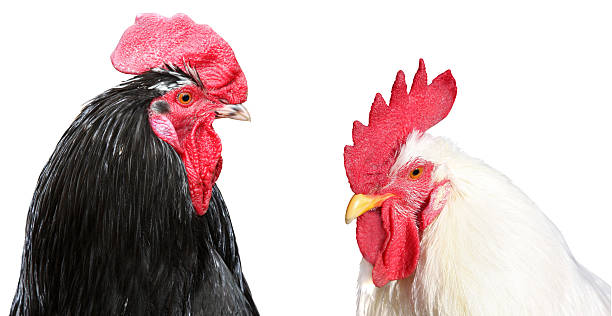 istock White and black cock isolated on white background. 490691925