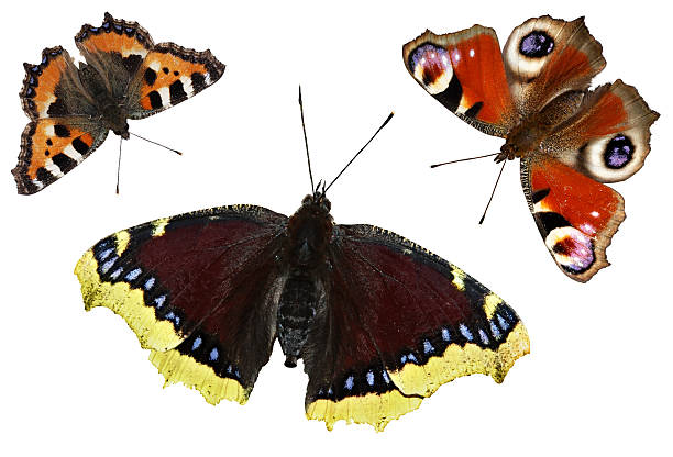 istock butterflies isolated on white background. Set butterfly 490691933