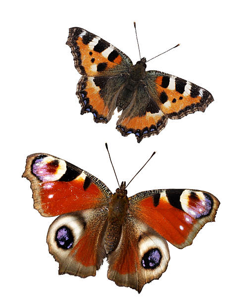 istock butterflies isolated on white background. Set butterfly 490691963