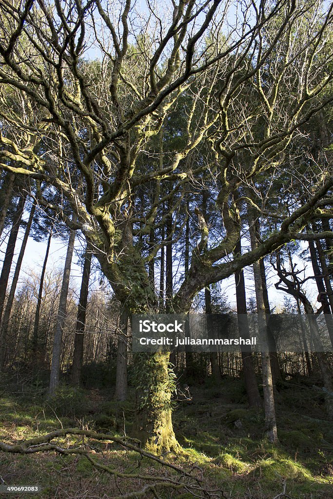 Árvore Assustador - Royalty-free Amanhecer Foto de stock