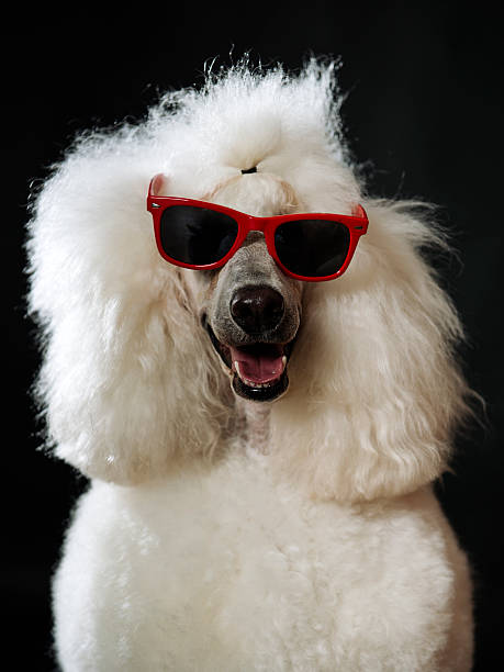 istock Close-up Royal Poodle Portrait 490692779