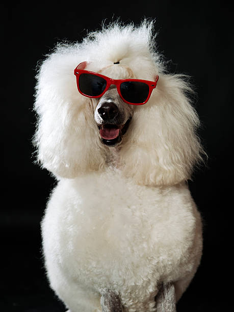 istock Close-up Royal Poodle Portrait 490692781
