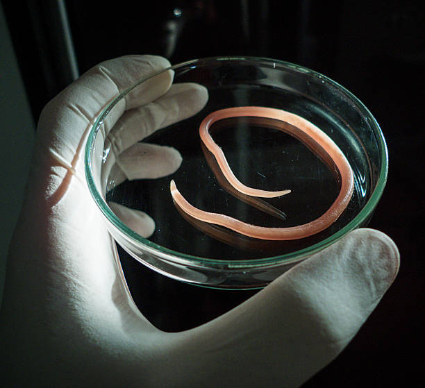 istock Ascaris nematode parasite on a petri dish 490692943