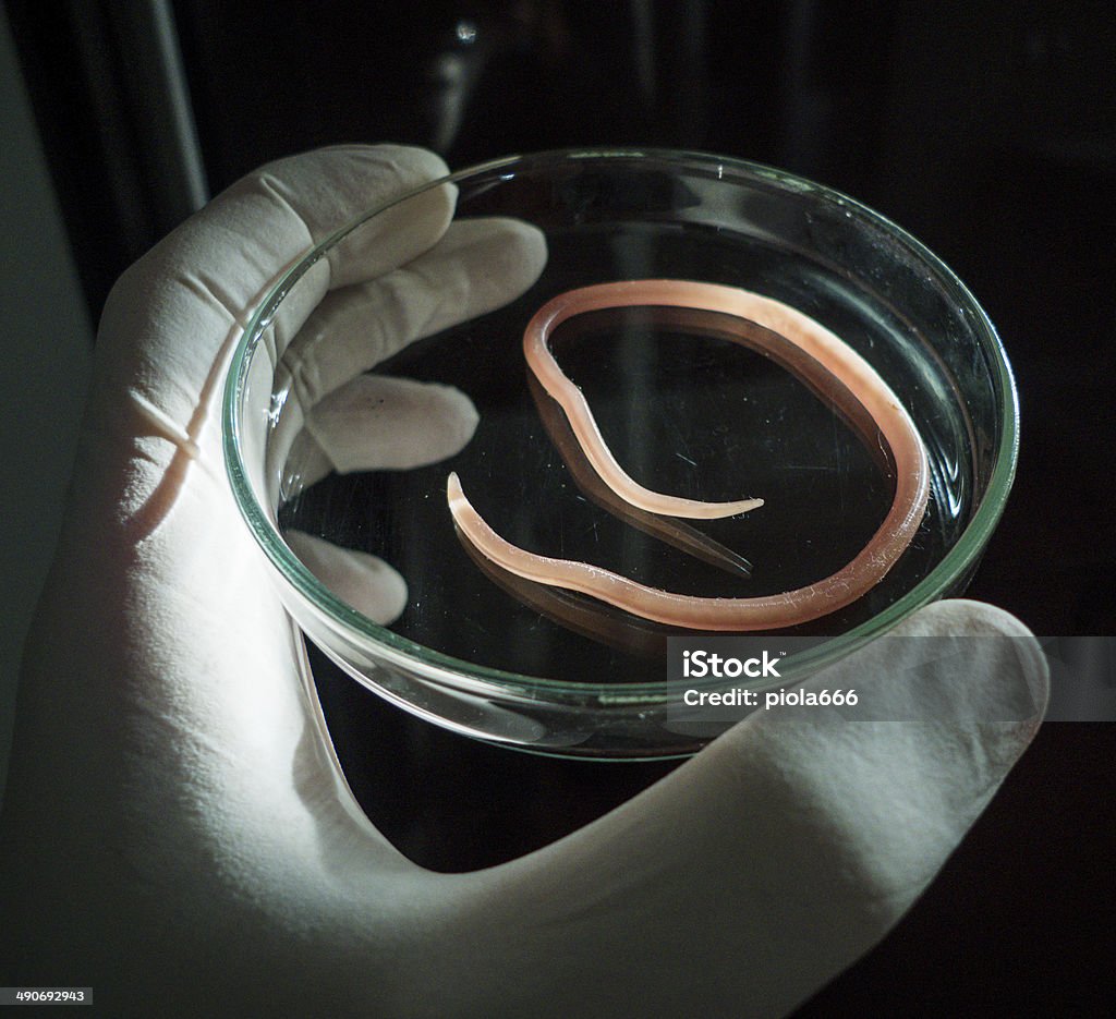 Ascaris nematode malarii na szalce Petriego - Zbiór zdjęć royalty-free (Badania)