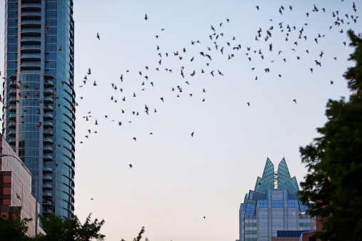 A flock of bats is flying above downtown Austin, Texas.  RM