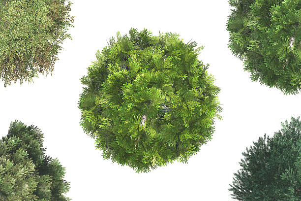 istock Top View of Trees 490694627