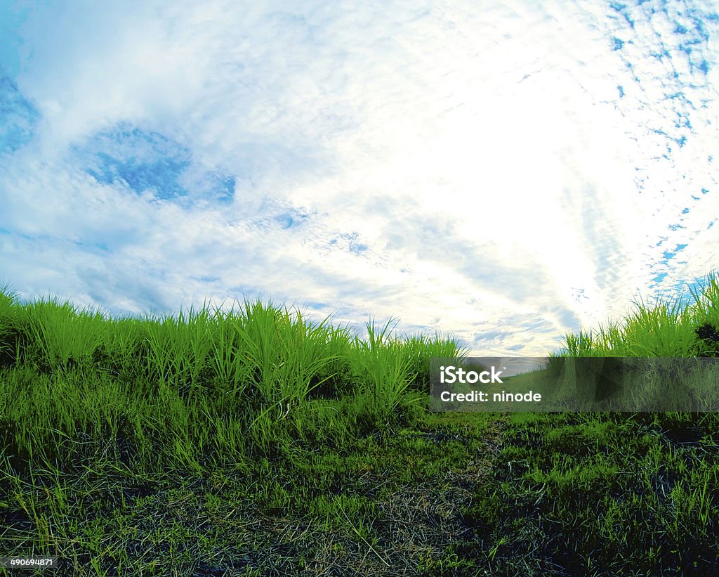 Sugar cane at sunset Australian sugar cane field at sunset Agricultural Field Stock Photo