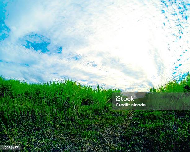 Sugar Cane At Sunset Stock Photo - Download Image Now - Agricultural Field, Australia, Cloud - Sky