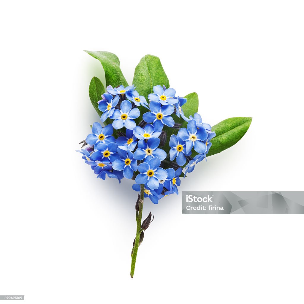 Forget-me-not flowers Bunch of small blue forget me not flowers with leaves isolated on white background clipping path included Flower Stock Photo