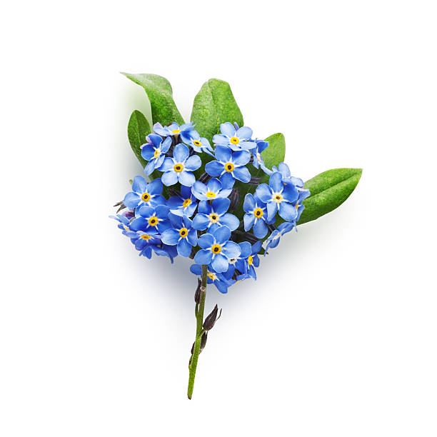 Forget-me-not flowers Bunch of small blue forget me not flowers with leaves isolated on white background clipping path included forget me not stock pictures, royalty-free photos & images
