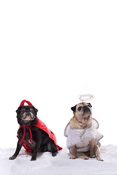 istock Pug Dogs in angel and devil costumes 490695794