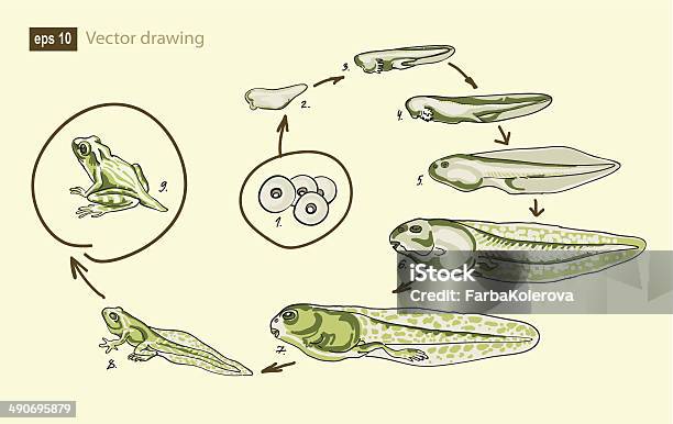 ベクター描画のカエルの開発 - 変化のベクターアート素材や画像を多数ご用意 - 変化, 小型のカエル, 両生類