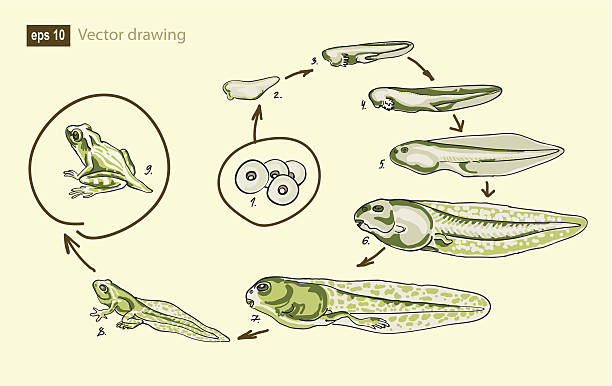 Tadpole Development 600+ Metamorphosis Tadpole Stock Photos, Pictures & Royalty-Free Images ...