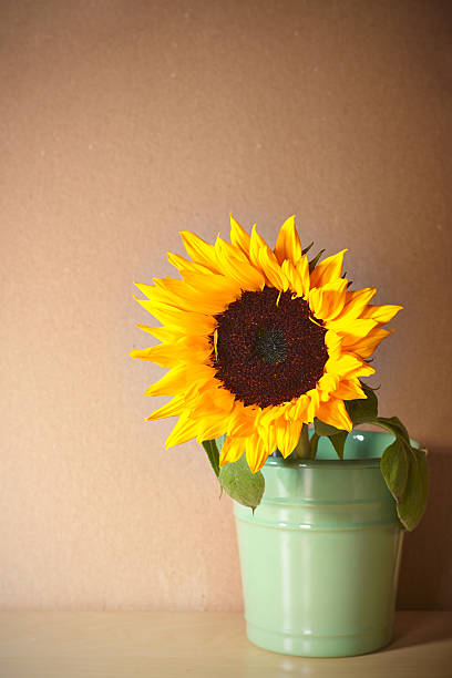 istock sunflower in light green pot on beige background 490696111