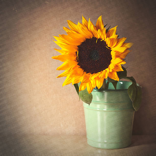 istock sunflower in light green pot on beige background 490696117