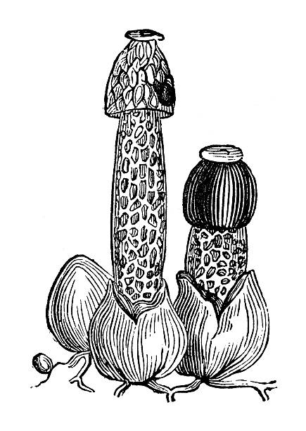 Antique illustration of stinkhorn or stinking morel (Phallus impudicus) Antique illustration of the common stinkhorn or stin-khorn or stinking morel (Phallus impudicus), a smelly fungus belonging to the family Phallaceae phallic object stock illustrations