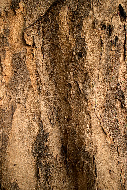 istock Asian Tree Bark Detail, with Organic Lumps and Pits. 490714786