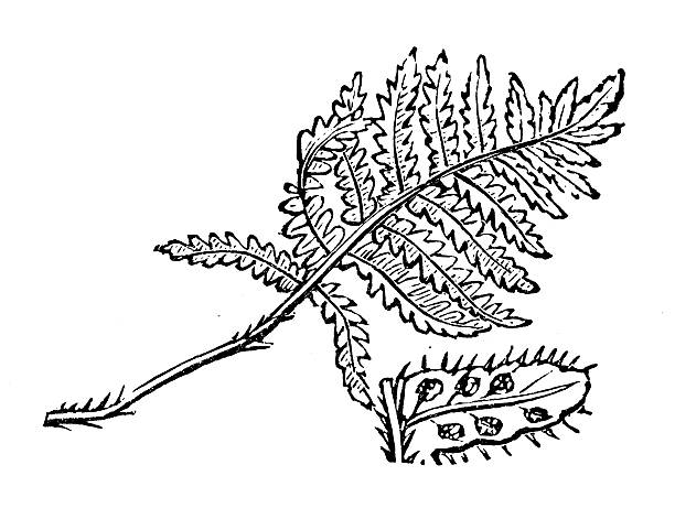 Antique illustration of long beechfern or mountain polypody (Phegopteris connectilis) Antique illustration of the long beechfern (Phegopteris connectilis or Polypodium phegopteris), a fern belonging to the family Polypodiaceae polypodiaceae stock illustrations