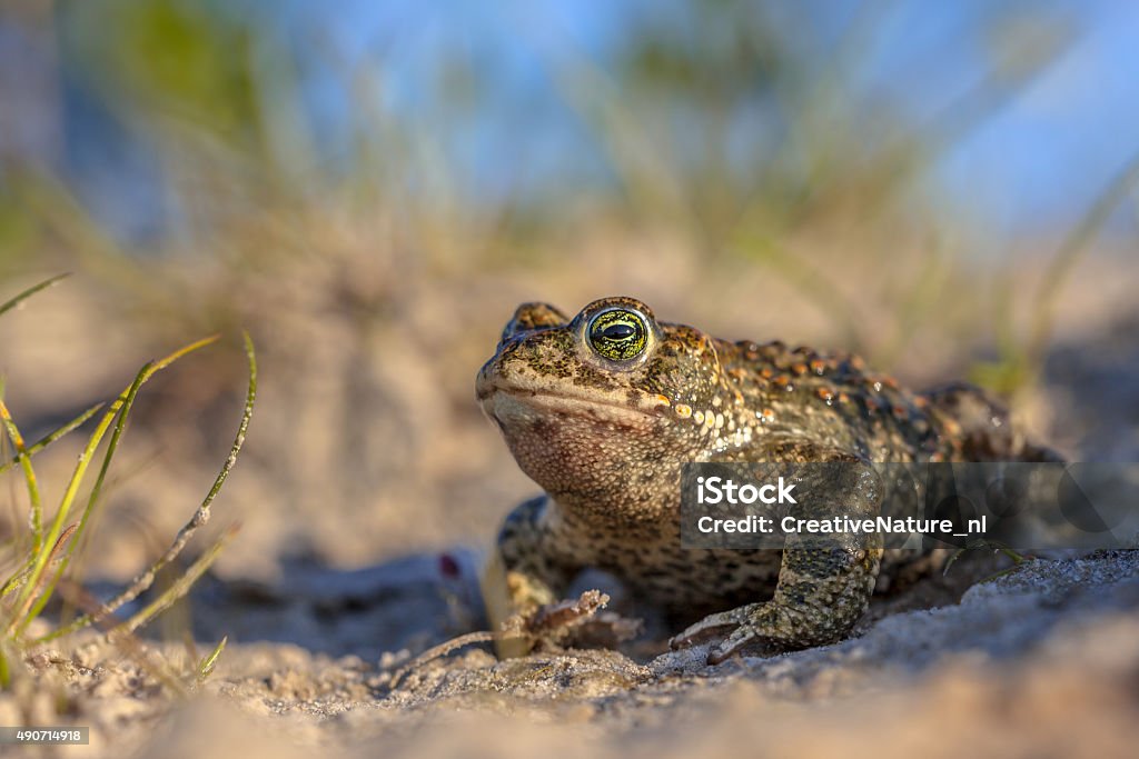 Natterjack toad in sandy habitat Natterjack toad (Epidalea calamita) in natural sandy habitat. With blue sky and shallow DOF Natterjack Toad Stock Photo