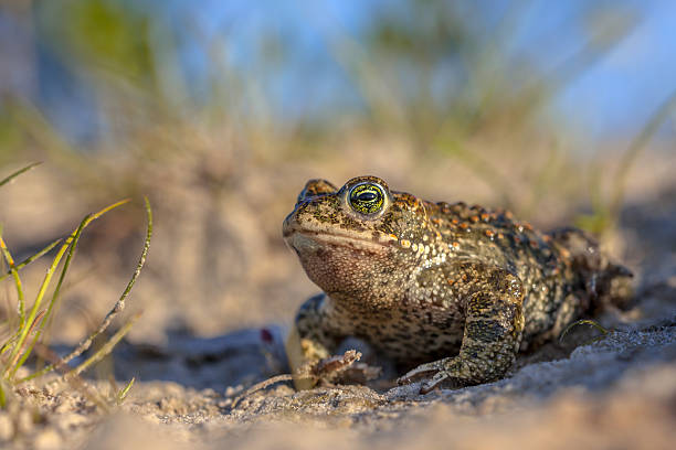 Natterjack toad in sandy habitat Natterjack toad (Epidalea calamita) in natural sandy habitat. With blue sky and shallow DOF big frog stock pictures, royalty-free photos & images