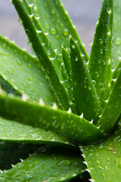 istock Aloe vera plant - healing herb 490717638