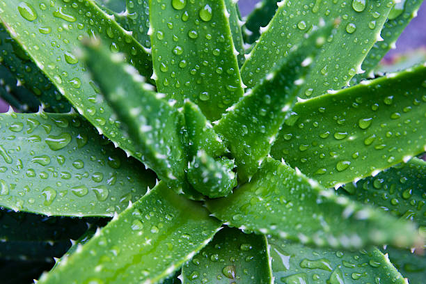 istock Top down view of aloe vera plant 490717998