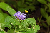 Carpenter bee on ageratum flower