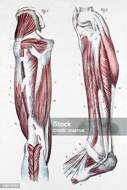 Muscles And Cartilage On Human Feet Stock Illustration - Download Image Now - 2015, Anatomical Model, Anatomy