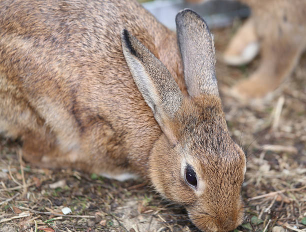 istock rabbit with long ears and ruffled fur 490719868