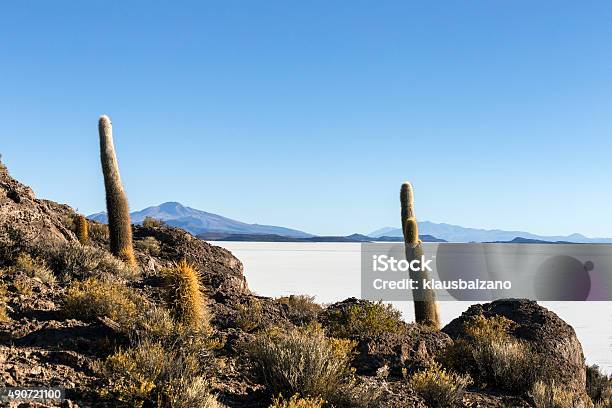 Cactus Stock Photo - Download Image Now - 2015, Altiplano, Blue