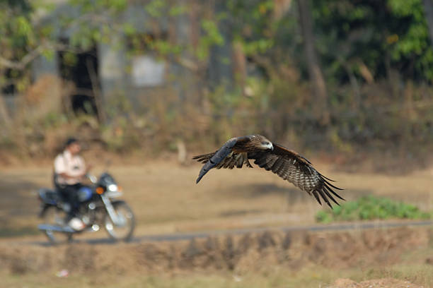 istock Flying Black Kite and Motorcyclist in Goa, India 490721668