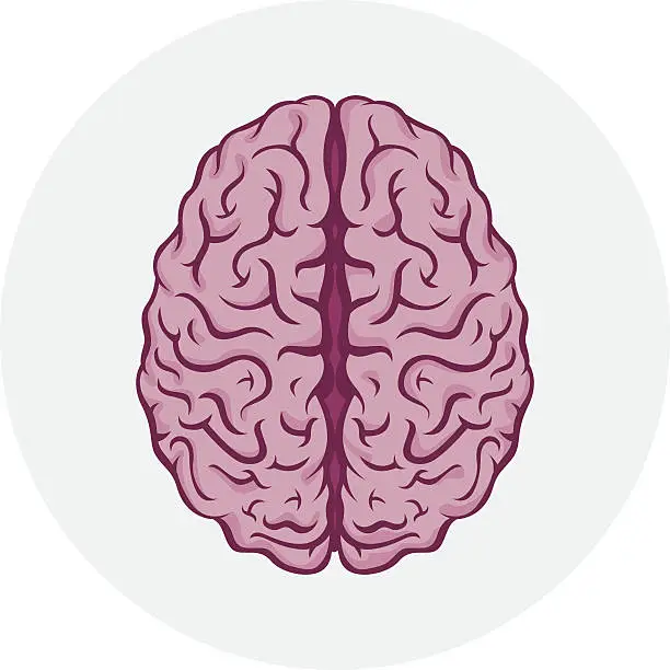 Vector illustration of Isolated human brain