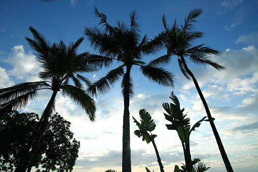 Silouettes de palmeras photo