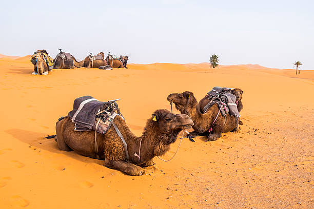 istock Camels caravan on sand dunes in Merzouga, Morocco 490724738