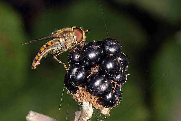 Close-up photo of a Hover fly. stock photo