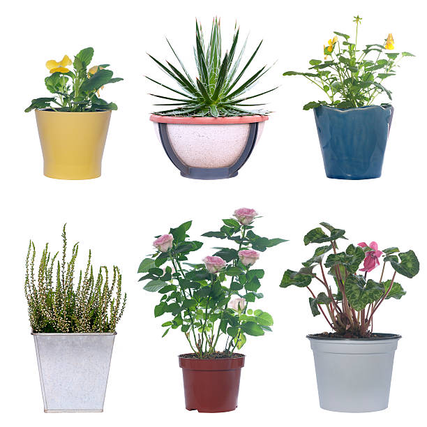 istock set of flowers in pots 490725872