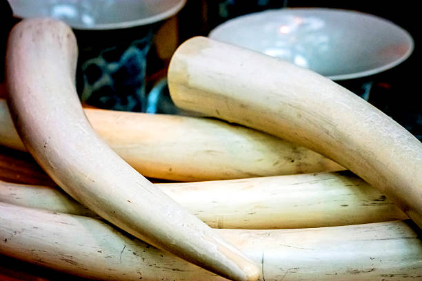 Ivory Ivory tusk photos stock pictures, royalty-free photos & images
