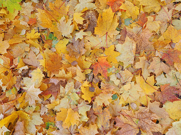 istock Wallpaper from autumn maple leaves 490727808