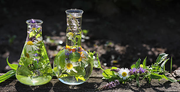 flasks 、薬草 - german chamomile drink chamomile plant chamomile ストックフォトと画像