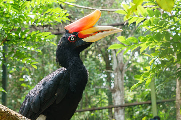 istock Close up portrait of hornbill 490729358