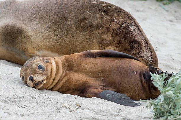 istock newborn australian sea lion on sandy beach background 490729412
