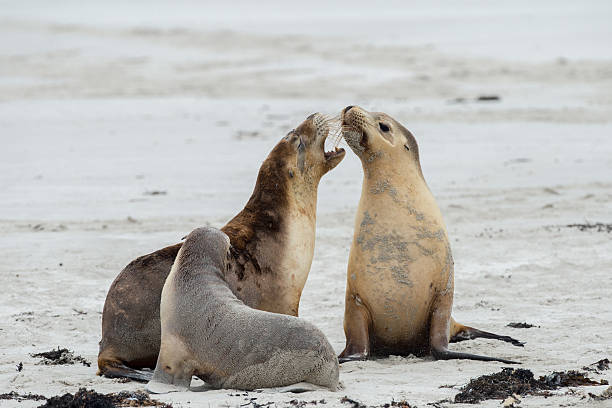 istock newborn australian sea lion on sandy beach background 490729422