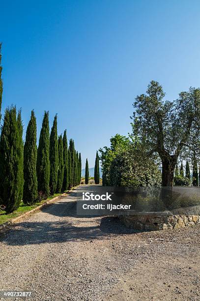 Photo libre de droit de Cyprès Route Sur La Colline Le Chianti Toscane Florence banque d'images et plus d'images libres de droit de Agriculture