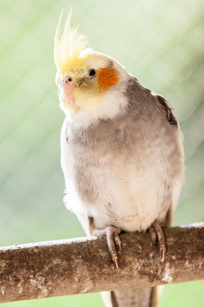 istock The cockatiel Nymphicus hollandicus 490732883