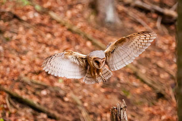 istock The Barn Owl Tyto alba 490732899
