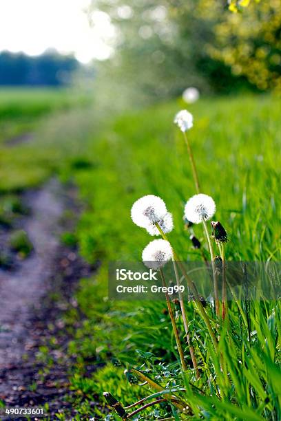 Diente De León Foto de stock y más banco de imágenes de Arrancar malas hierbas - Arrancar malas hierbas, Belleza de la naturaleza, Cambio