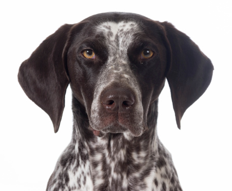 german shorthaired pointer portrait isolated on white - female