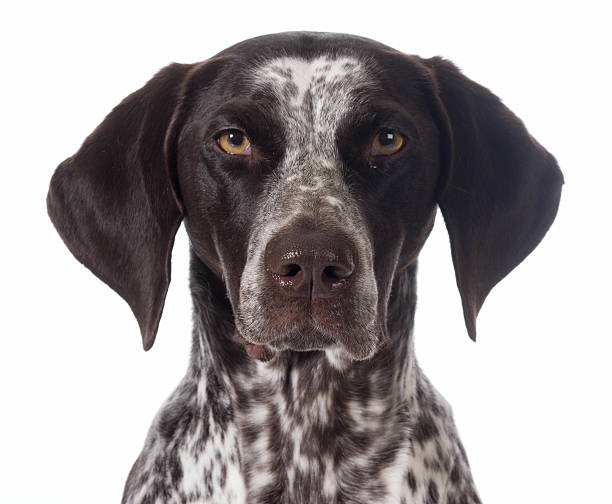 german shorthaired pointer stock photo